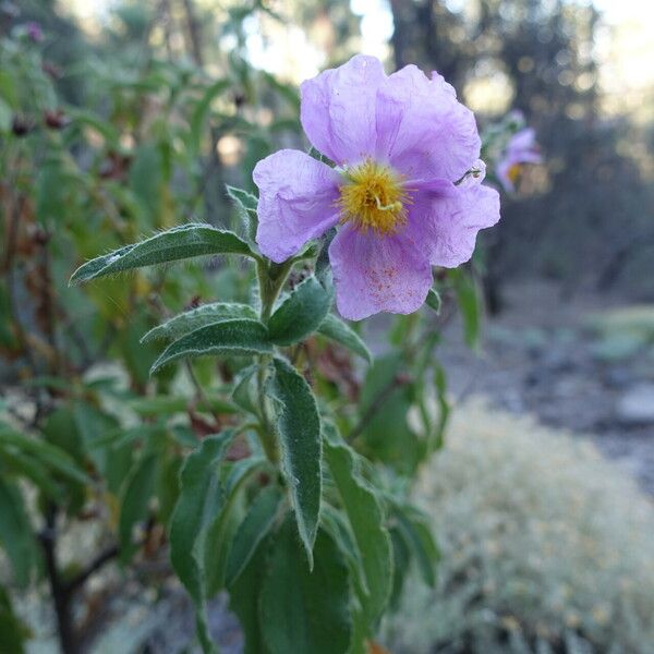 Cistus symphytifolius Flower