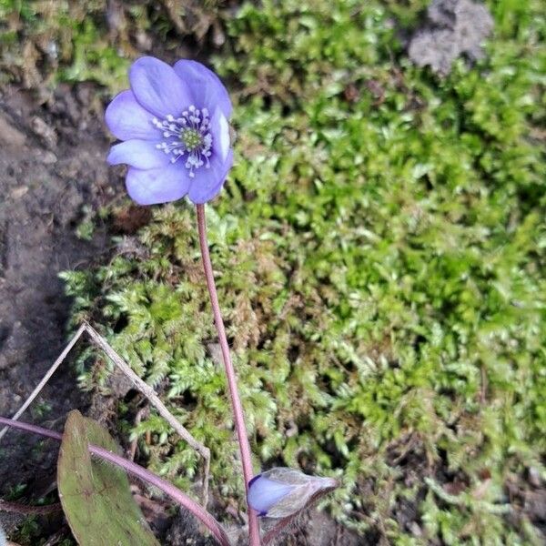 Hepatica nobilis Blüte