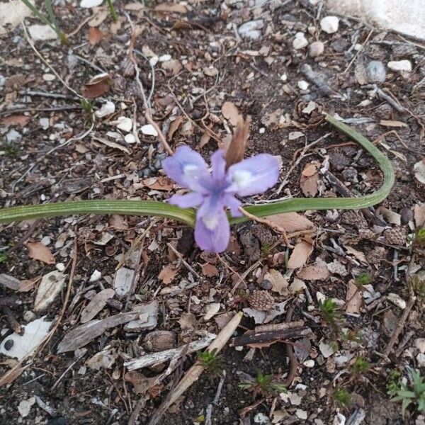 Moraea sisyrinchium 花