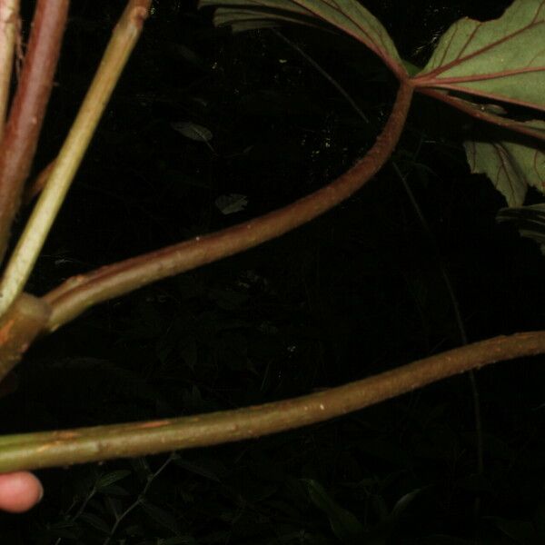 Begonia sericoneura Kôra