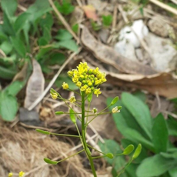 Draba nemorosa फूल