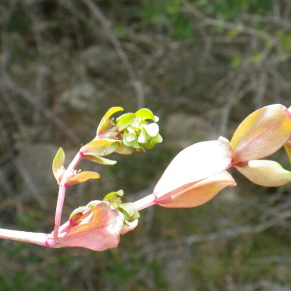 Lythrum borysthenicum 葉