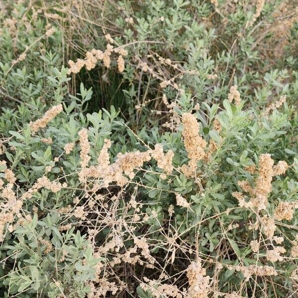 Atriplex canescens Habitus