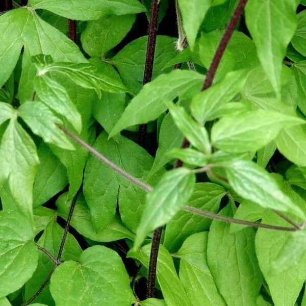 Clematis integrifolia Ліст