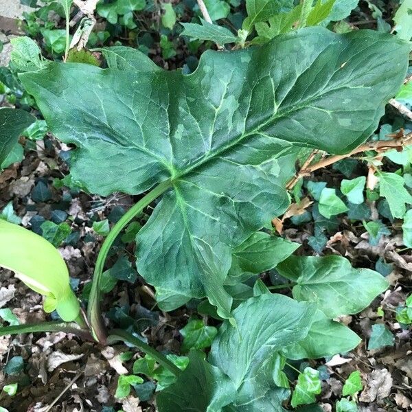 Arum italicum ഇല