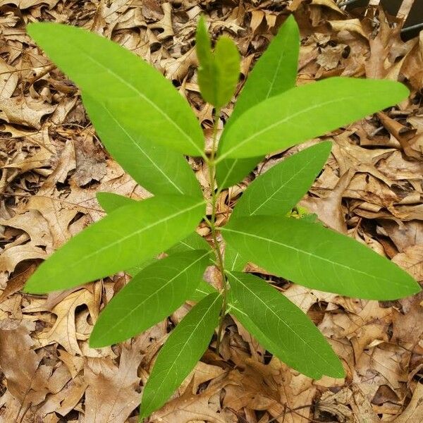 Apocynum cannabinum Folha