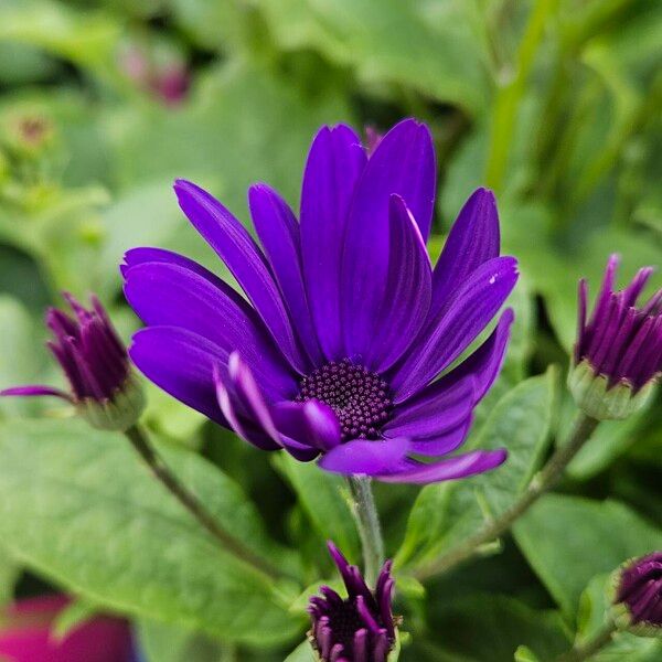 Pericallis lanata Virág