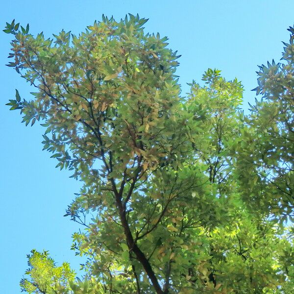 Quercus ilex Hostoa