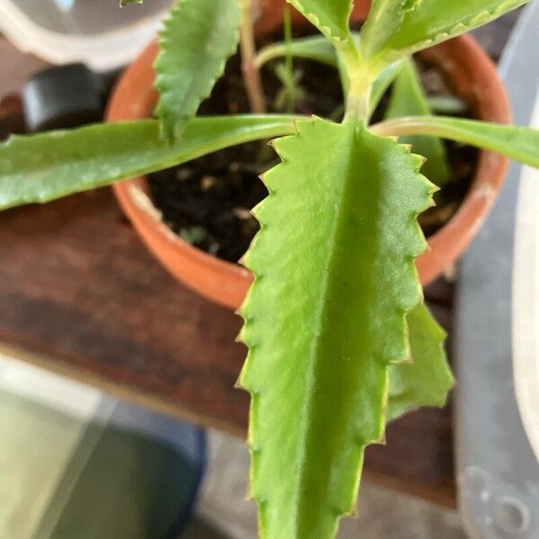 Kalanchoe daigremontiana Leaf