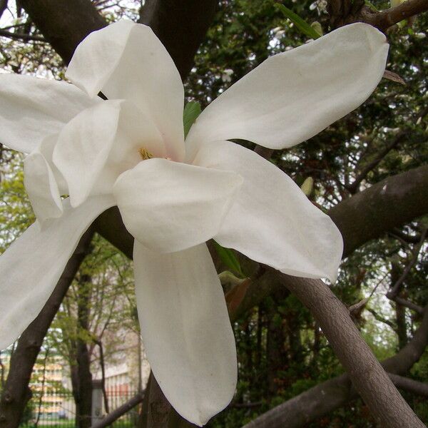 Magnolia cylindrica Bloem