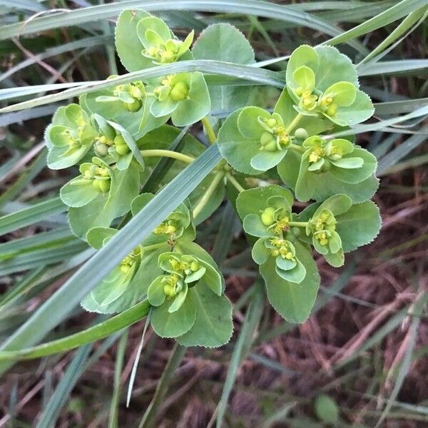 Euphorbia helioscopia Folio