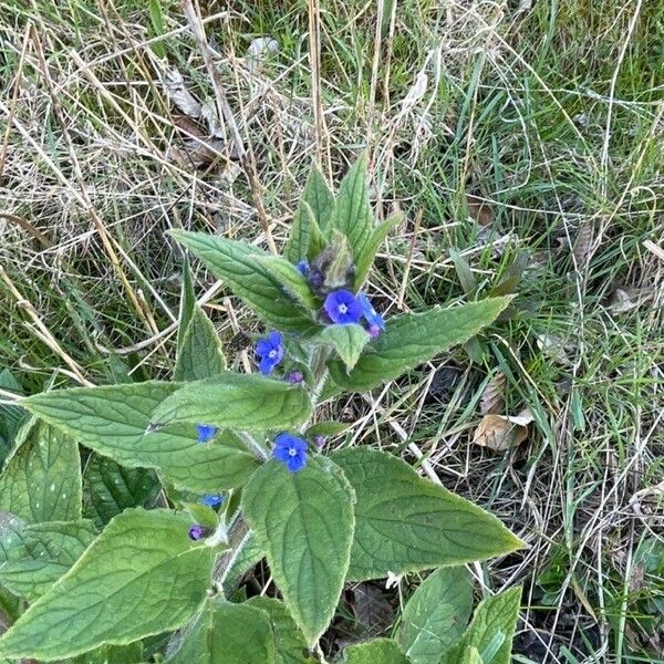 Pentaglottis sempervirens Flor