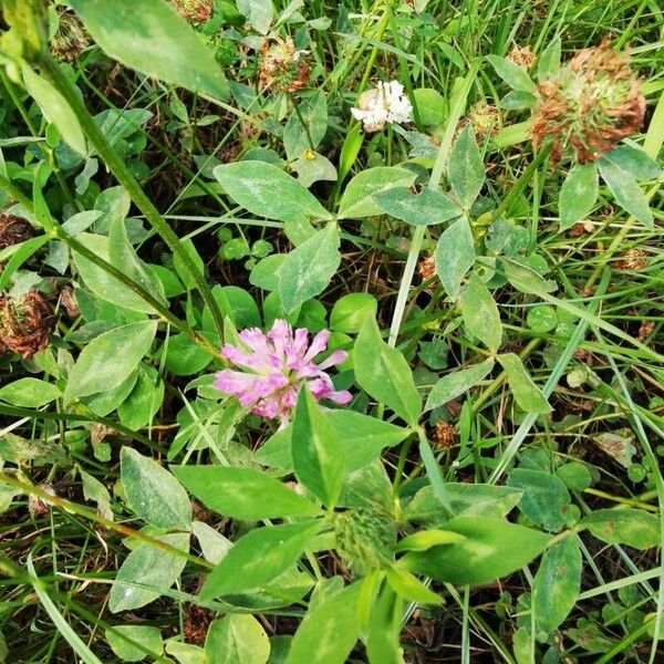 Trifolium medium Folha