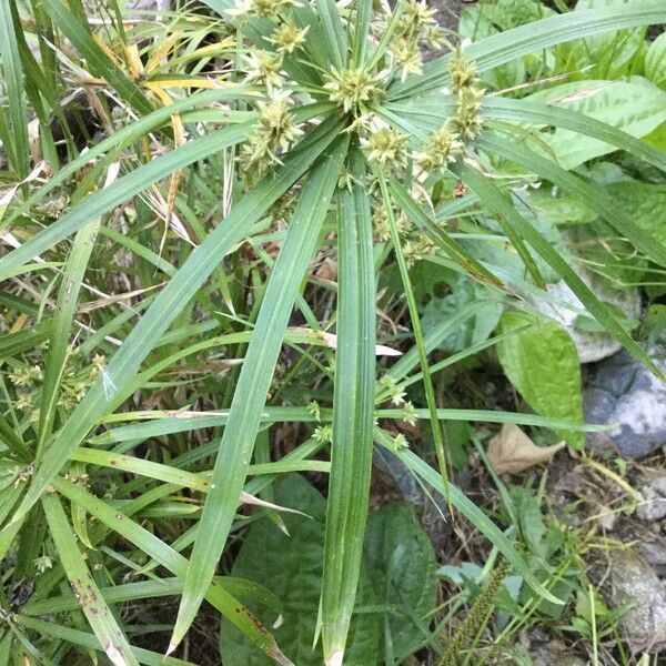 Cyperus alterniflorus Yaprak