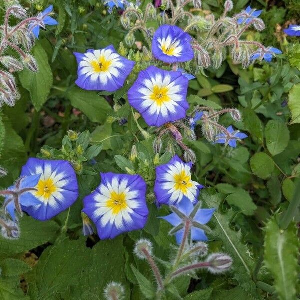 Convolvulus tricolor Λουλούδι