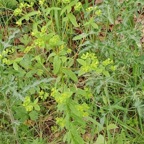 Euphorbia platyphyllos Yeri