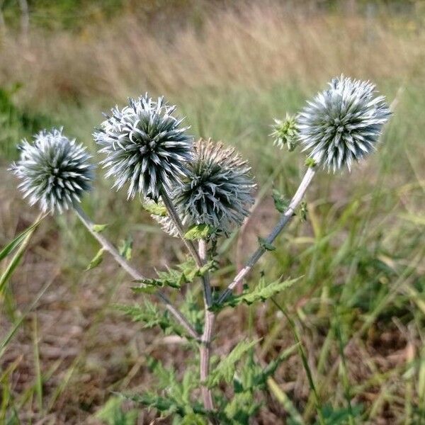 Echinops sphaerocephalus 花