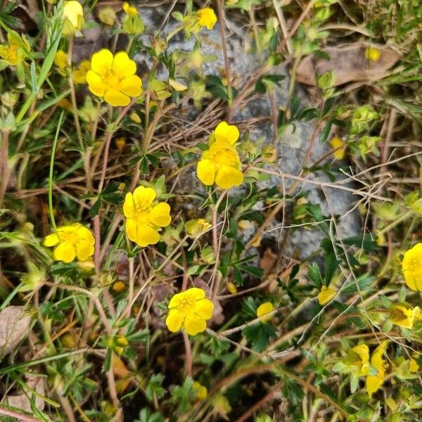 Potentilla verna Blomst