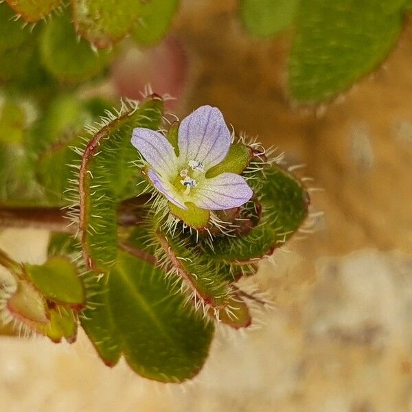 Veronica hederifolia Blüte