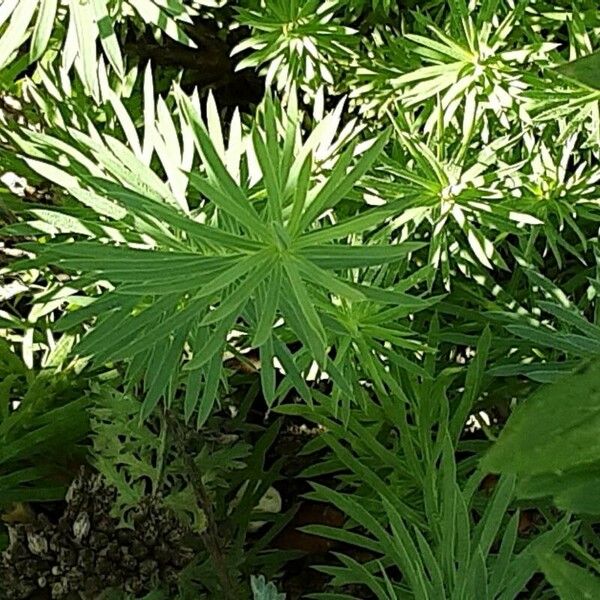 Euphorbia esula Leaf