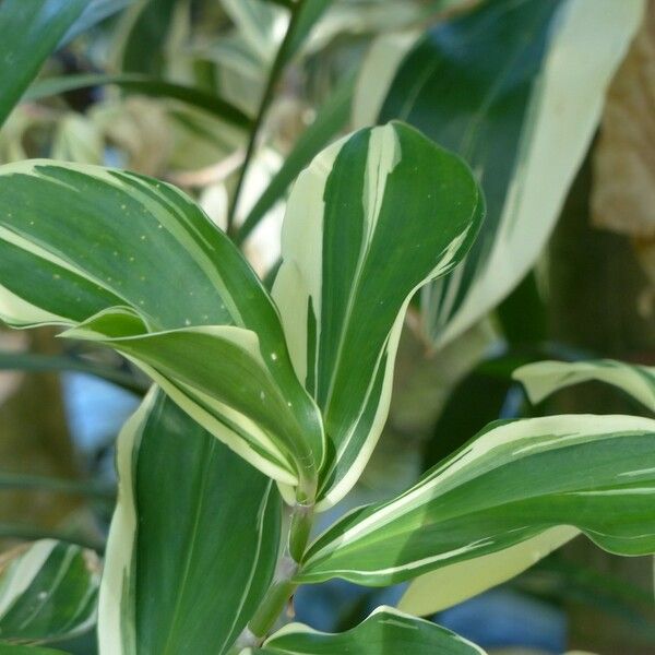 Hellenia speciosa Folha