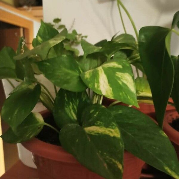 Epipremnum aureum Yaprak