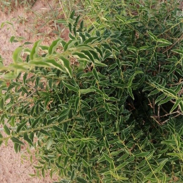 Atriplex semibaccata Fuelha