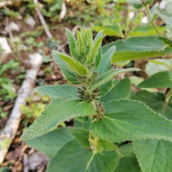 Stachys alpina Leaf