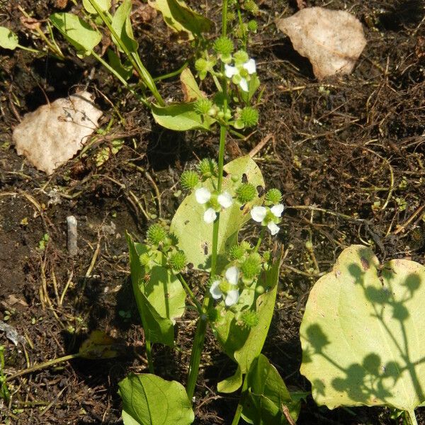 Echinodorus berteroi Habitus