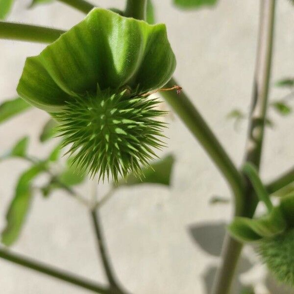 Datura innoxia फल