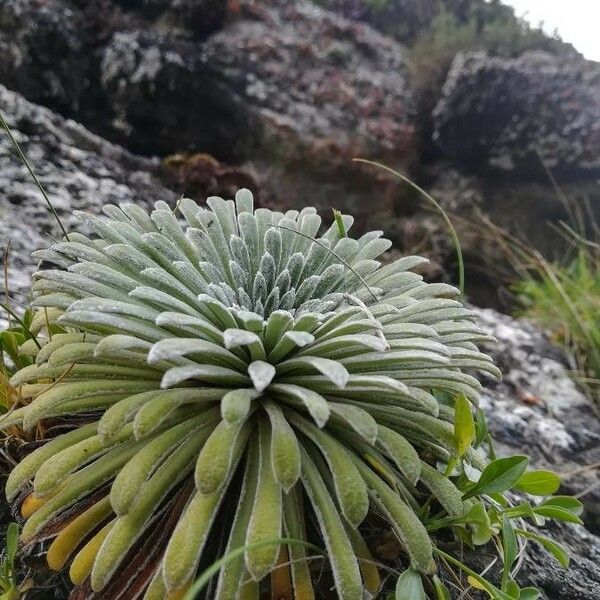 Saxifraga longifolia Листок