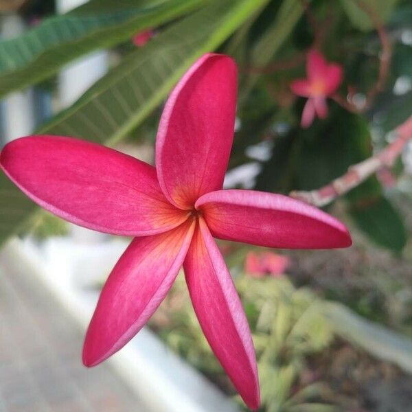 Plumeria rubra Flower