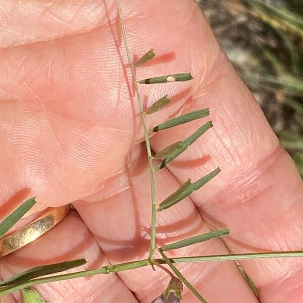 Vicia peregrina পাতা