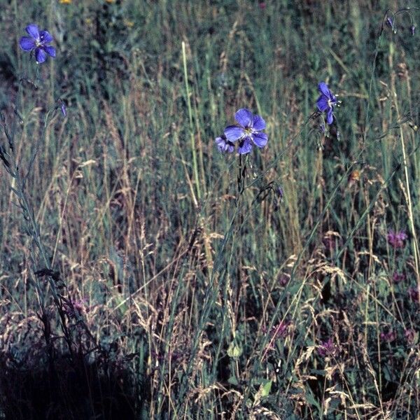 Linum lewisii Habit