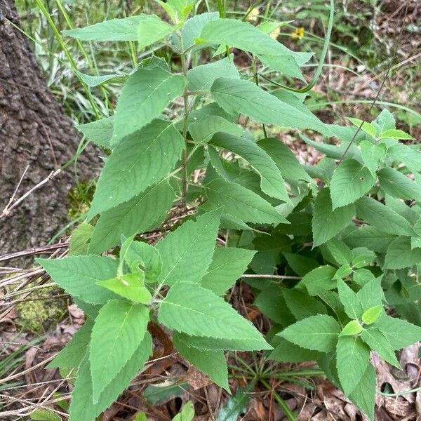 Monarda fistulosa Lapas