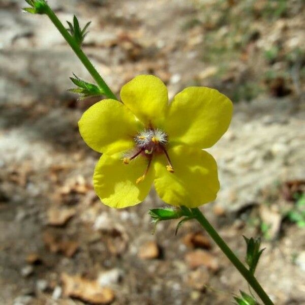 Verbascum virgatum Květ