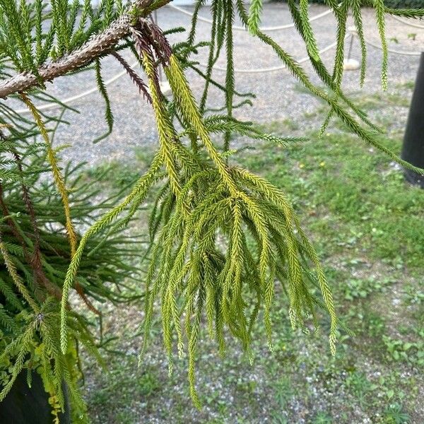 Cryptomeria japonica Hostoa