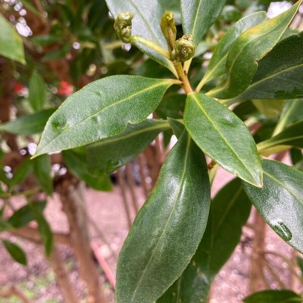 Myoporum laetum Liść