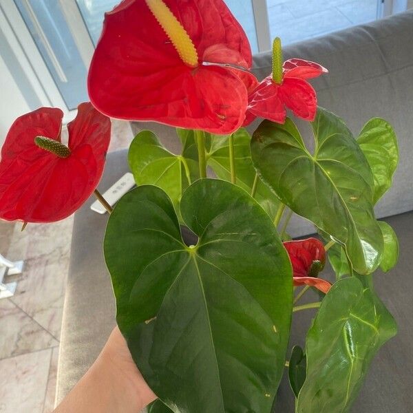 Anthurium andraeanum Λουλούδι