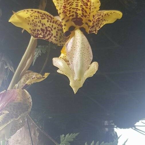 Stanhopea wardii Floare