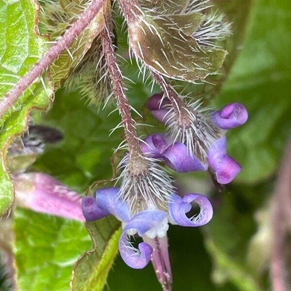 Trachystemon orientalis Natur