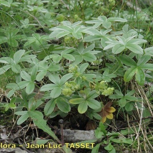 Alchemilla amphisericea Habit