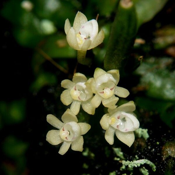 Taeniophyllum fasciola Flower