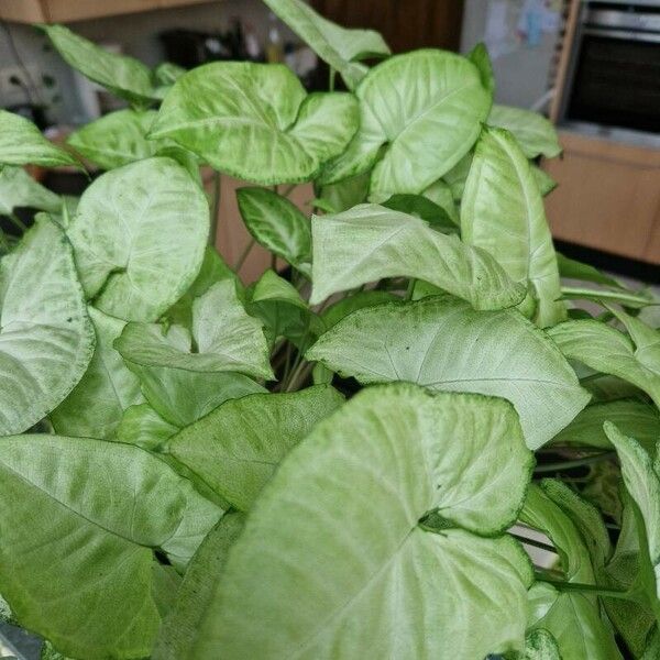 Syngonium podophyllum Blatt