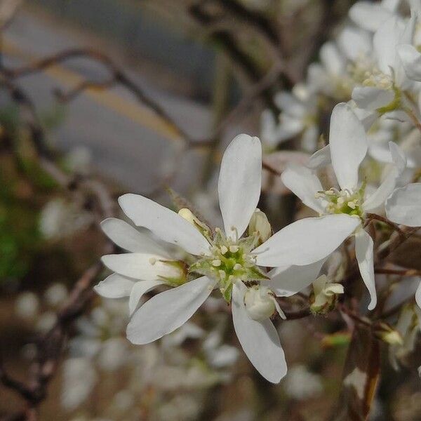 Amelanchier × lamarckii Flower