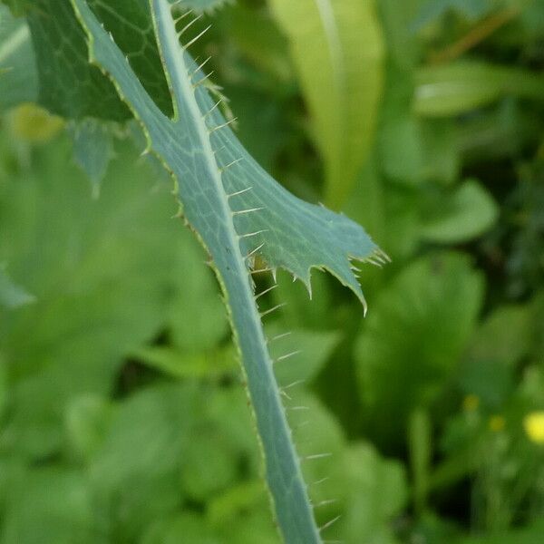 Lactuca serriola Листок