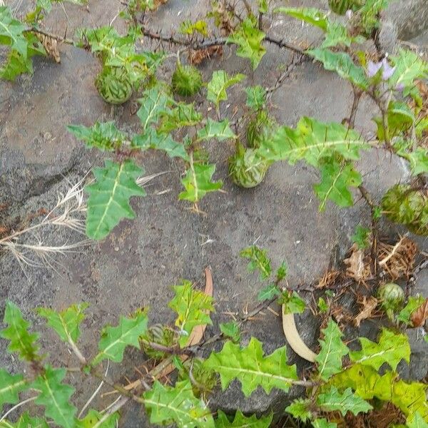 Solanum linnaeanum Συνήθη χαρακτηριστικά