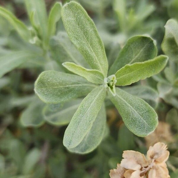 Atriplex canescens Blad