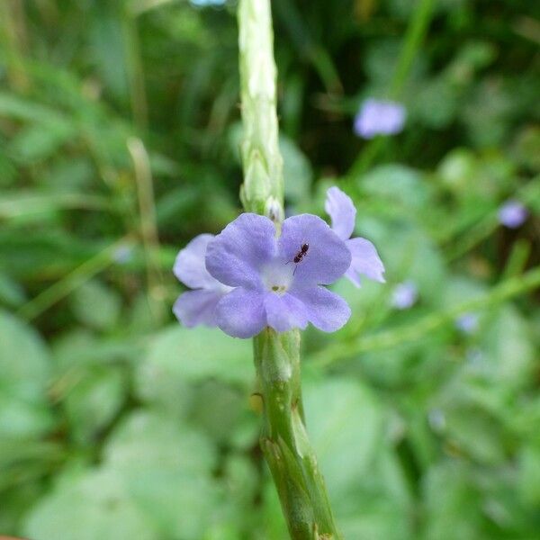 Stachytarpheta urticifolia Flor