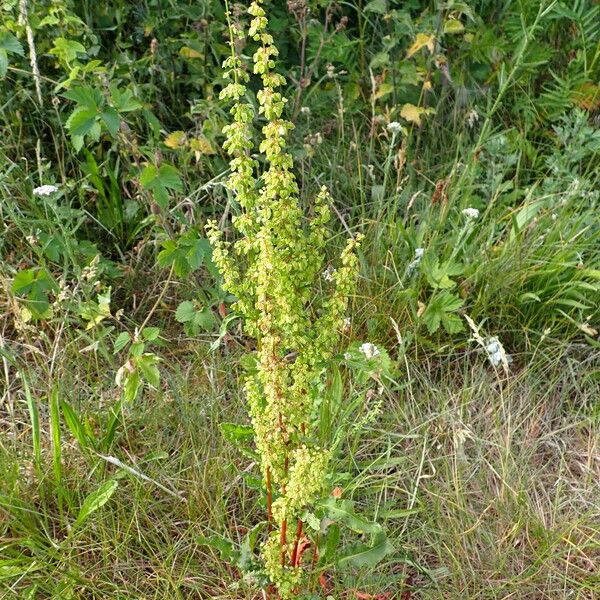 Rumex crispus Habit